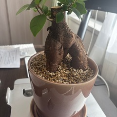 元気なガジュマルの画像
