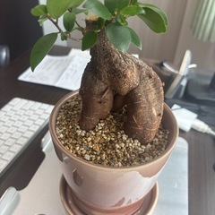 元気なガジュマル