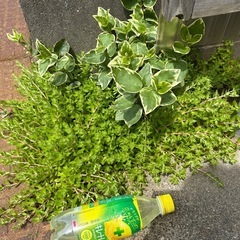 ツルマンネンクサ　一式の画像