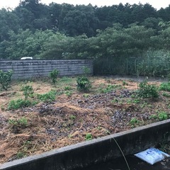 伐採した枝　5月11日限定
