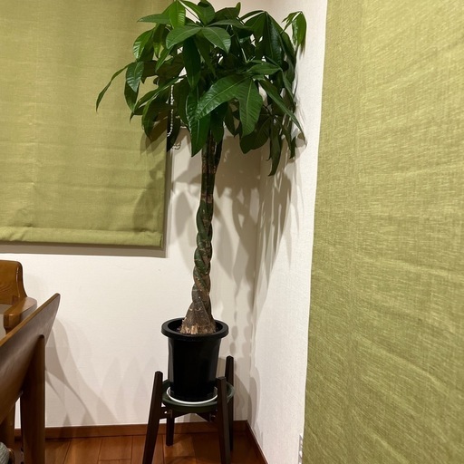 観葉植物　パキラ