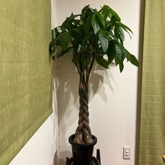 観葉植物　パキラの画像