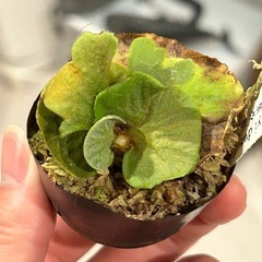 リドレイ ドワーフ シルバーの画像