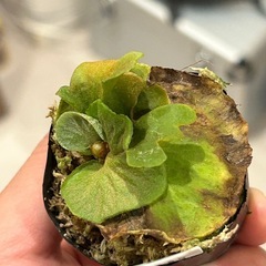 リドレイ ドワーフ シルバーの画像