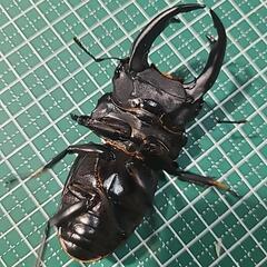 オオクワガタ能勢産YG血統♂85♀54 ♂訳ありの画像