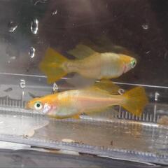 めだか　秀吉　卵　25個