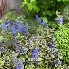 植物　花 アジュガ　　グランドカバーにおすすめ！