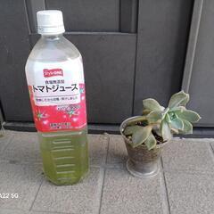 多肉植物＋おまけ/北区より