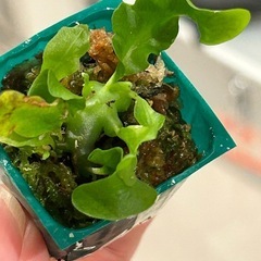レカノプテリス SP