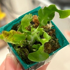 レカノプテリス SPの画像