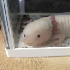 ウーパールーパー