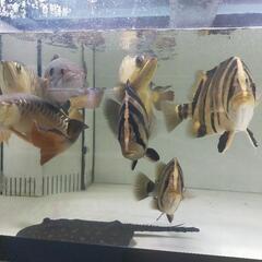 ダトニオの画像