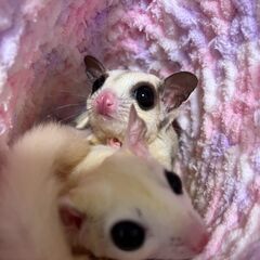 双子のフクロモモンガ2匹の里親募集
