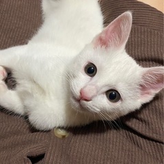 しろねこ　モフモフみぃちゃん
