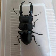 パラワンオオヒラタクワガタ　ペア