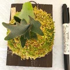 【観葉植物】 ビカクシダ Willinckii 'Jade Gi...
