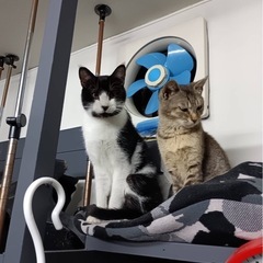 お膝の上大好きのり白くん