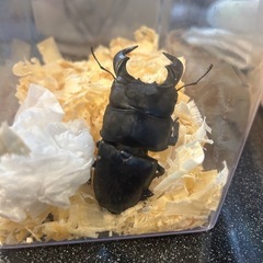 ダイオウヒラタクワガタ ニジイロクワガタのペア  の画像