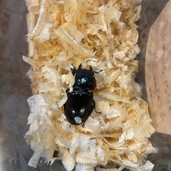 ダイオウヒラタクワガタ ニジイロクワガタのペア  の画像