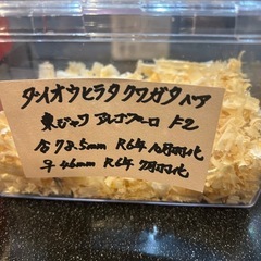 ダイオウヒラタクワガタ ニジイロクワガタのペア  の画像