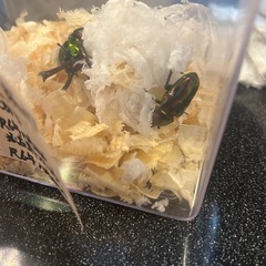ダイオウヒラタクワガタ ニジイロクワガタのペア  の画像