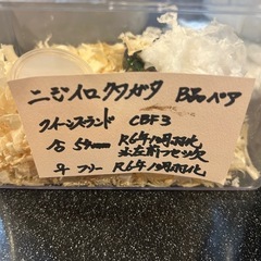 ダイオウヒラタクワガタ ニジイロクワガタのペア  の画像