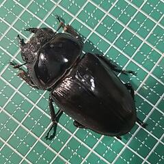 オオクワガタ能勢産YG血統♂87♀56　♂訳あり の画像