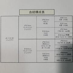 オオクワガタ能勢産YG血統♂87♀56　♂訳あり の画像