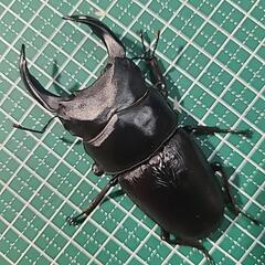 オオクワガタ能勢産YG血統♂87♀56　♂訳あり の画像