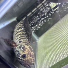 スネークヘッド(スターダストダイヤモンドコウタイ)