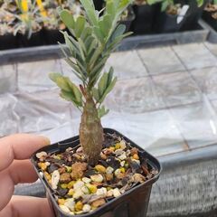 センナ　メリディオナリス　実生苗