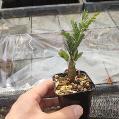 センナ　メリディオナリス　実生苗の画像