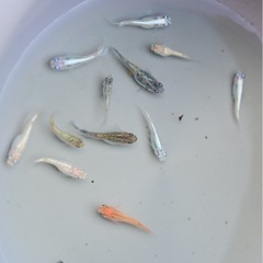 メダカ　ミックス⑤　15匹　めだか