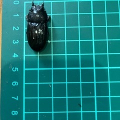 オオクワガタ　能勢YG血統　♀2頭