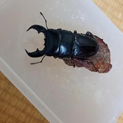スマトラヒラタ　オス単品