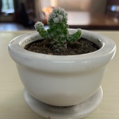 《ミドル&シニア》自分に素直に生きてる　　【友達】(๑˃̵ᴗ˂̵)