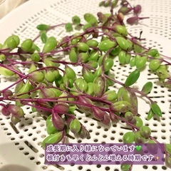 多肉植物 ルビーネックレス 50gの画像