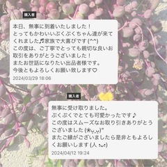 多肉植物 ルビーネックレス 50gの画像