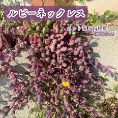 多肉植物 ルビーネックレス 50g