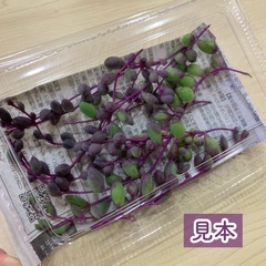 多肉植物 ルビーネックレス 50gの画像