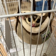（お話中）フクロモモンガ2匹