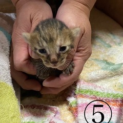 仔猫決まりました😊あとはキャンセル待ちになります - 猫