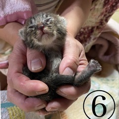 仔猫決まりました😊あとはキャンセル待ちになります − 宮崎県