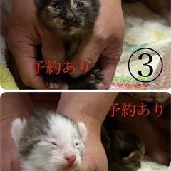仔猫決まりました😊あとはキャンセル待ちになります - 都城市