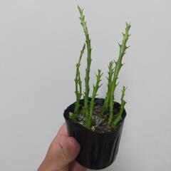 クンチー 塊根植物 観葉植物