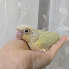 ウロコインコ ムーンチーク雛 ベタ慣れ