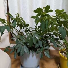 観葉植物（シェフレラ、モンステラ、蘭?）