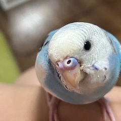 【相談中】セキセイインコ（メス）１歳里親募集