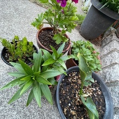 植物いろいろ◆バラ売り不可