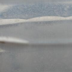 ゾウリムシ　⑤の画像